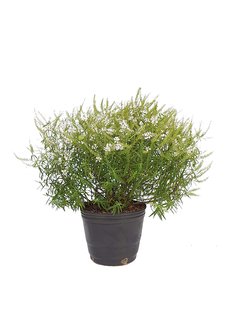 Hebe insularis Kirkii E07