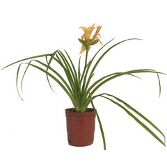Hemerocallis sp E05