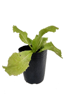 Lechuga