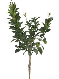Lima (Citrus Aurantifolia)