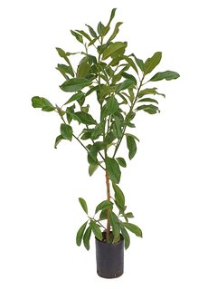 Magnolia grandiflora E04 - 003370