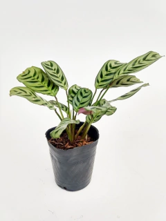 Marantha M12 Portoriqueña
