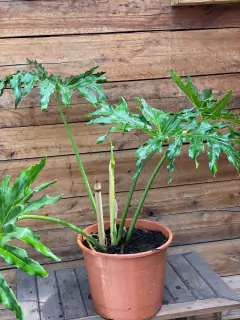 Philodendron bipinnatifidum (Misionero) - comprar online
