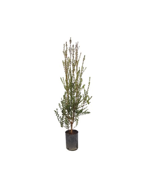 Myrceugenella apiculata (Arrayan)