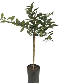Naranjo Jugo (Citrus sinensis)