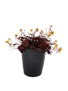 Trebol Rojo (Oxalis Corniculata)