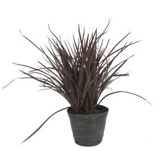Phormium tenax Bronze Baby E03