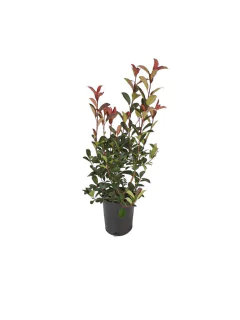 Photinia x fraseri E10 - 008208