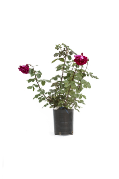 Rosa Rosauer E07 Pie Bajo - comprar online