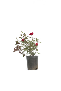 Rosa Rosauer E07 Pie Bajo - Vivero Antoniucci