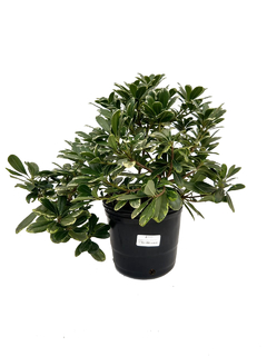 Pittosporum tobira "Shima" E04 (Wheeleri variegado)