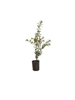 Quercus ilex E04 (Encina) - 000021