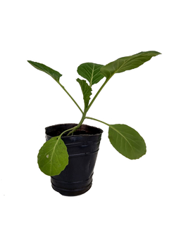 Repollo (Brassica oleracea) Ornamental