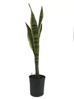 Sanseviera Trifasciata "Laurentii"