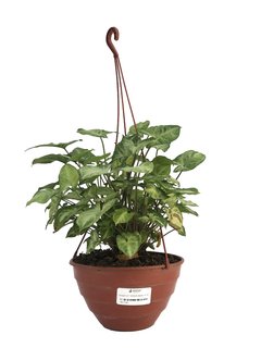 Syngonium "White Butterfly"