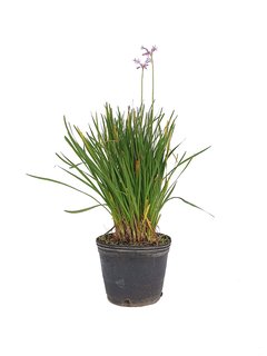 Tulbaghia violacea E07 flor lila - 005888