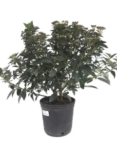 Laurentino compacto (Viburnum tinus "Compacto")
