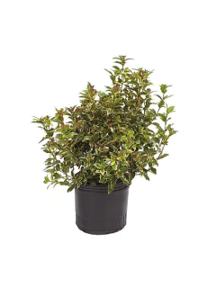 Viburnum tinus Variegata aurea E10 (Laurentino variegado) - 003452