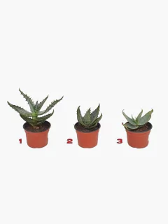 Suculenta Aloe Coleccion