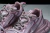 Balenciaga Phantom Sneaker Light Pink en internet