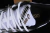 ASICS Gel-1130 White Clay Canyon en internet