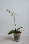 Orquídea Phaleanopsis