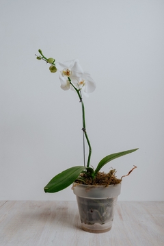 Orquídea Phaleanopsis