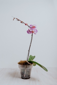 Orquídea Phaleanopsis