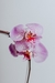 ORQUIDEAS