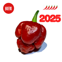 Borg 9 - comprar online