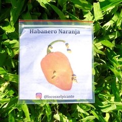 Semillas Ají Chile Picante, Habanero Naranja, tu huerta picante en Argentina año 2020