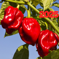 Habanero Rojo - comprar online