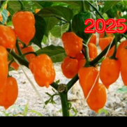 Habanero Naranja - comprar online