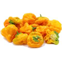 Semillas Ají Chile Picante, Jamaican Yellow Mushroom, tu huerta picante en Argentina año 2020