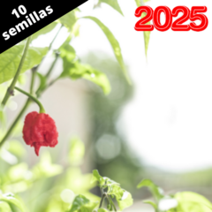 Semillas de Carolina Reaper en internet