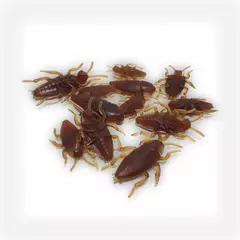 Cucarachas de goma