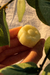NORMALES/SECOS - Acondicionador (S) de Mandarina - comprar online