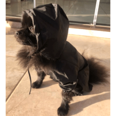 Capa De Chuva Para Cachorro Passeio Impermeável Pequeno Port/5