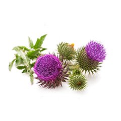 BARDANA HIERBA X 10GR - BIO - comprar online