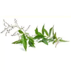 Cedrón x 100gr - en internet