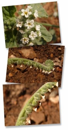 HELIOTROPUM HIERBA X 10GR - MLI