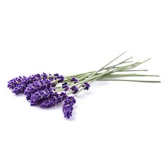 LAVANDA O ALHUCEMA X 10 GR - BIO