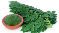 MORINGA HIERBA X 1OGR - VIL