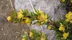 PALO AMARILLO X 100GR . BIO