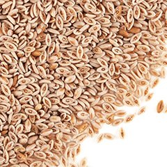 SEMILLAS DE PSYLLIUM X 10GR - ELS