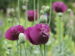 Amapola mix - comprar online
