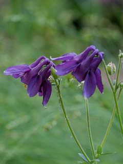 Aquilegia mix