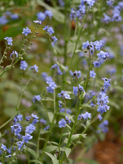 Cynoglosum mix