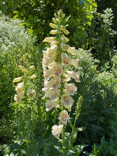 Digitalis blanco