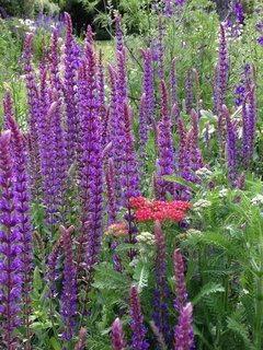 Salvia azul baja